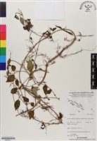 登錄號:BS06511藏品圖，第1張