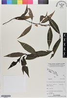 登錄號:BS06512藏品圖，第1張