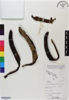 登錄號:BS06513藏品圖，第1張