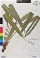登錄號:BS06515藏品圖，第1張
