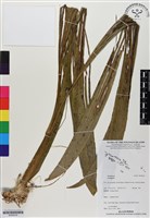 登錄號:BS06516藏品圖，第1張