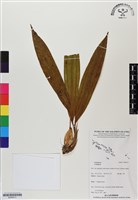 登錄號:BS06517藏品圖，第1張