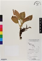 登錄號:BS06518藏品圖，第1張