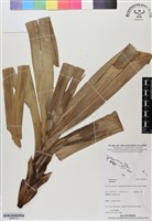 登錄號:BS06519藏品圖，第1張