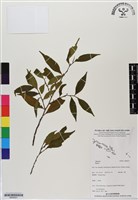 登錄號:BS06521藏品圖，第1張