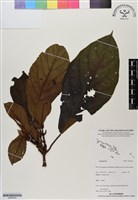 登錄號:BS06524藏品圖，第1張