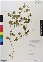 登錄號:BS06525藏品圖，第1張