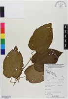 登錄號:BS06526藏品圖，第1張