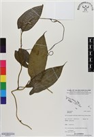 登錄號:BS06527藏品圖，第1張