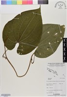 登錄號:BS06528藏品圖，第1張