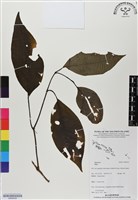 登錄號:BS06529藏品圖，第1張