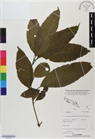 登錄號:BS06530藏品圖，第1張