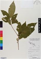 登錄號:BS06531藏品圖，第1張