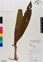 登錄號:BS06533藏品圖，第1張