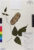 登錄號:BS06534藏品圖，第1張