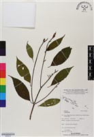 登錄號:BS06536藏品圖，第1張