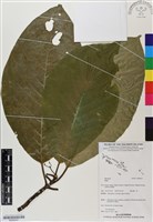 登錄號:BS06537藏品圖，第1張