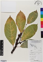 登錄號:BS06538藏品圖，第1張