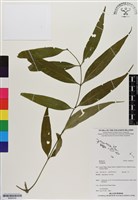 登錄號:BS06539藏品圖，第1張