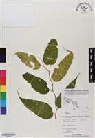 登錄號:BS06540藏品圖，第1張