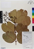 登錄號:BS06541藏品圖，第1張