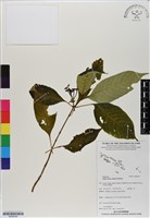 登錄號:BS06545藏品圖，第1張