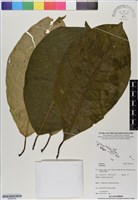 登錄號:BS06546藏品圖，第1張