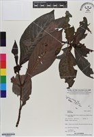 登錄號:BS06547藏品圖，第1張