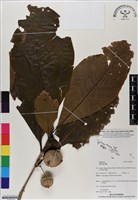 登錄號:BS06551藏品圖，第1張