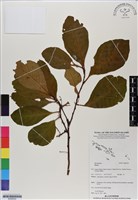 登錄號:BS06552藏品圖，第1張