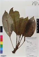 登錄號:BS06553藏品圖，第1張