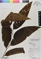 登錄號:BS06554藏品圖，第1張