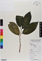 登錄號:BS06555藏品圖，第1張
