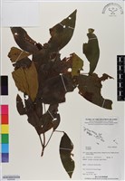 登錄號:BS06560藏品圖，第1張