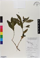 登錄號:BS06561藏品圖，第1張