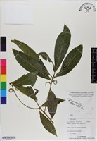 登錄號:BS06563藏品圖，第1張