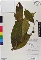 登錄號:BS06564藏品圖，第1張