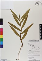 登錄號:BS06568藏品圖，第1張