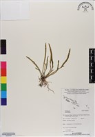 登錄號:BS06569藏品圖，第1張