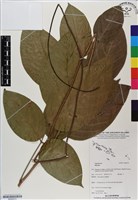登錄號:BS06572藏品圖，第1張