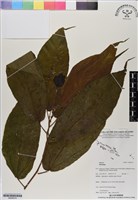 登錄號:BS06574藏品圖，第1張