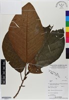 登錄號:BS06575藏品圖，第1張
