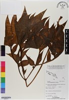 蒟蒻薯藏品圖，第1張