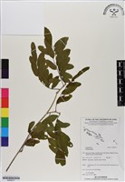 登錄號:BS06577藏品圖，第1張