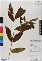 登錄號:BS06578藏品圖，第1張