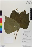 雙花蟛蜞菊藏品圖，第1張