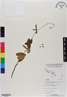 登錄號:BS06584藏品圖，第1張