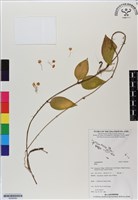 登錄號:BS06585藏品圖，第1張
