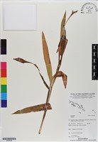 登錄號:BS06586藏品圖，第1張