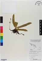 登錄號:BS06587藏品圖，第1張